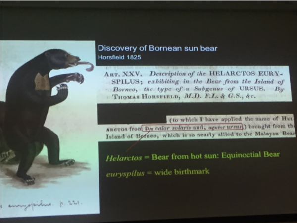 About Sun Bears Sumatran Sun Bear Team