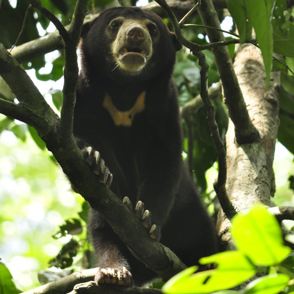 About Sun Bears – Sumatran Sun Bear Team