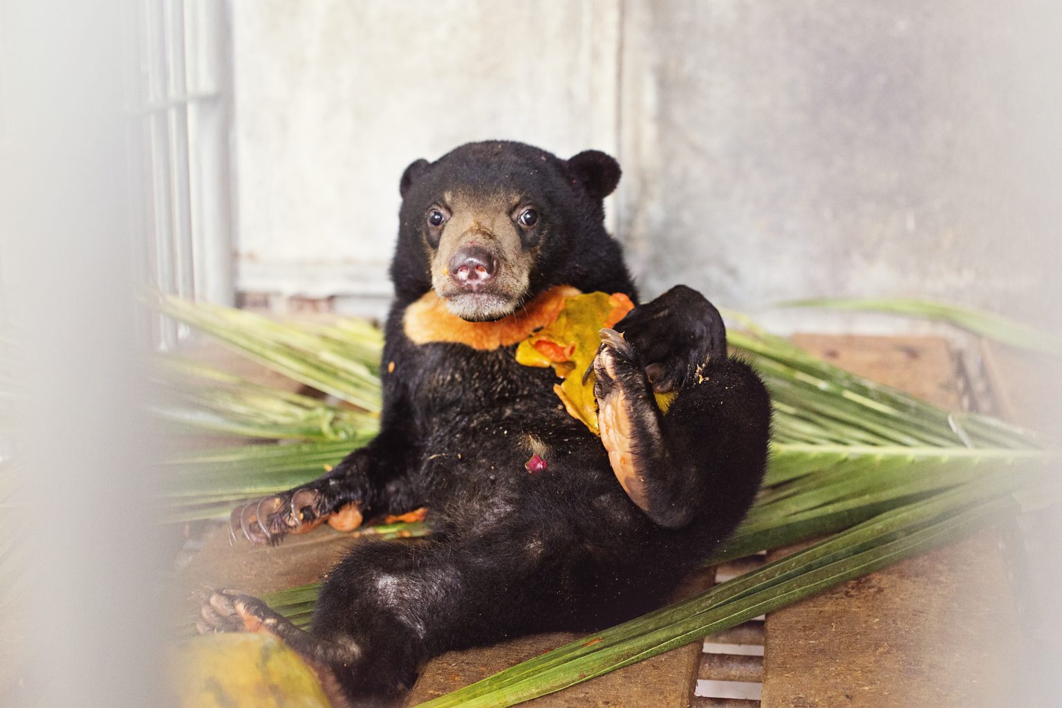 About Sun Bears – Sumatran Sun Bear Team