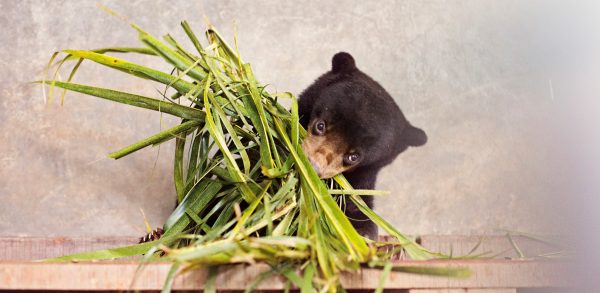 Sumatran Sun Bear eating palm leaves